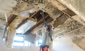 Why You Should Choose Our Mold Remediation Services in South Hempstead, NY